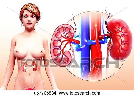 Stock Illustration - Human kidney, artwork. Fotosearch