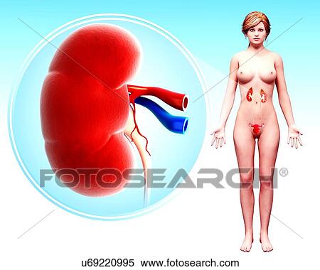 Stock Illustration - Human kidney, artwork. Fotosearch