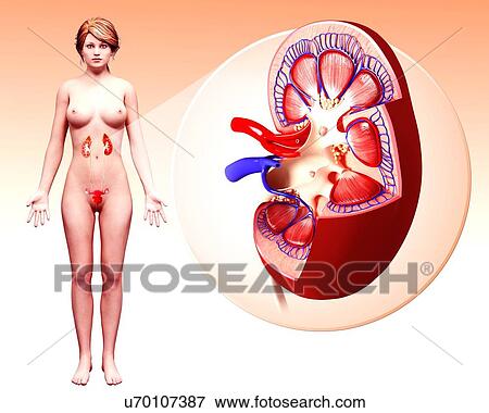 Human kidney, artwork View Large Illustration Stock Illustration - Human kidney, artwork. Fotosearch