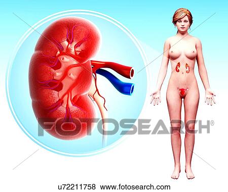 Stock Illustration - Human kidney, artwork. Fotosearch