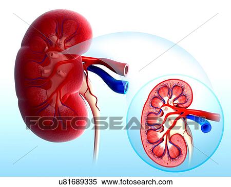 Stock Illustration - Human kidney, artwork. Fotosearch