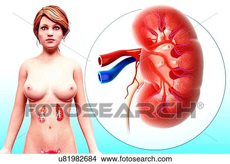 Stock Illustration - Human kidney, artwork. Fotosearch
