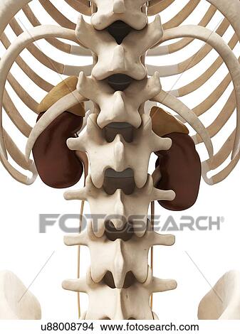 Stock Illustration - Human kidneys, artwork. Fotosearch