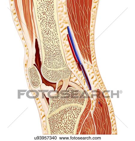 Human knee anatomy, artwork View Large Illustration Clipart - Human knee anatomy, artwork. Fotosearch