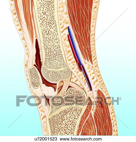 Human knee anatomy, artwork View Large Illustration Drawing - Human knee anatomy, artwork. Fotosearch
