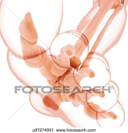 Human leg bones, artwork View Large Illustration Clip Art - Human leg bones, artwork. Fotosearch