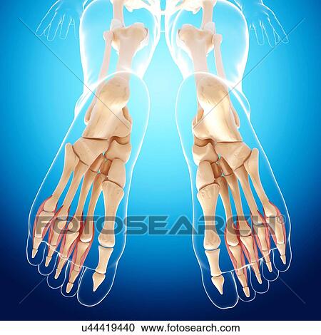 Clipart - Human leg bones, artwork. Fotosearch