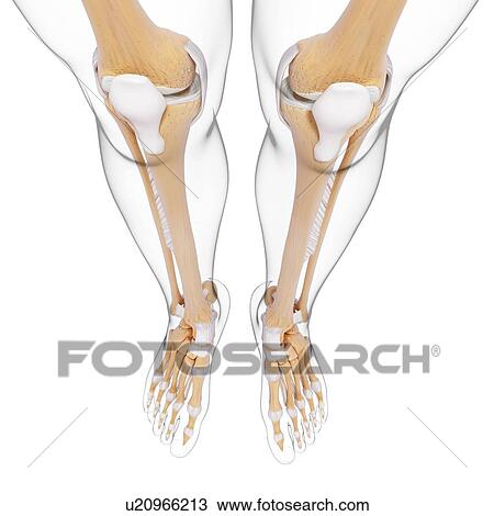 Human leg bones, artwork View Large Illustration Drawing - Human leg bones, artwork. Fotosearch