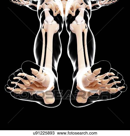 Drawing - Human leg bones, artwork. Fotosearch