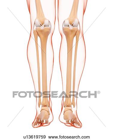 Stock Illustration - Human leg bones, artwork. Fotosearch