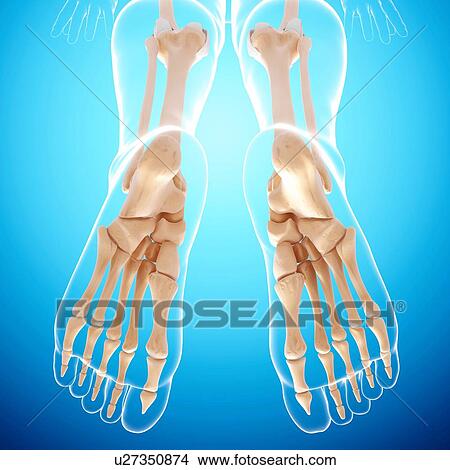 Human leg bones, artwork View Large Illustration Stock Illustration - Human leg bones, artwork. Fotosearch