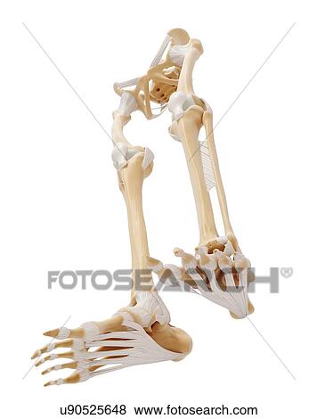Stock Illustration - Human leg bones, artwork. Fotosearch