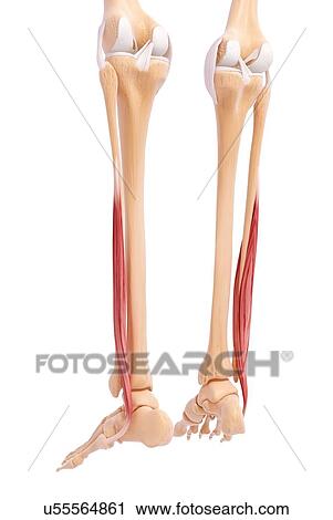 Human leg musculature, artwork View Large Illustration Clip Art - Human leg musculature, artwork. Fotosearch