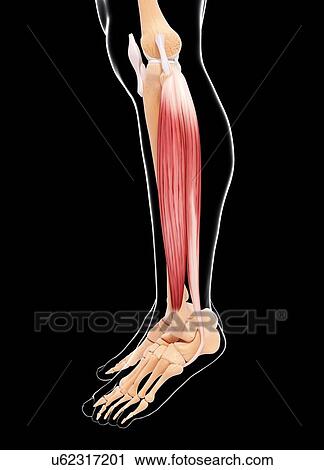 Human leg musculature, artwork View Large Illustration Clip Art - Human leg musculature, artwork. Fotosearch