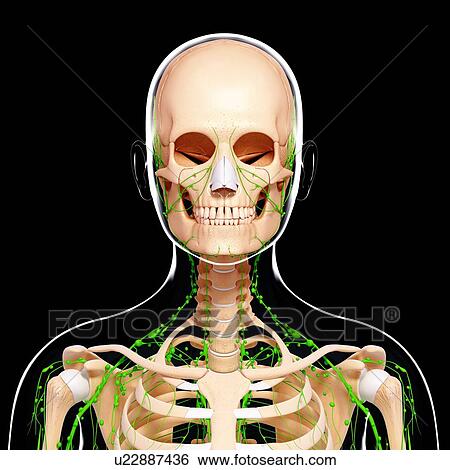 Stock Illustration - Human lymphatic system, artwork. Fotosearch