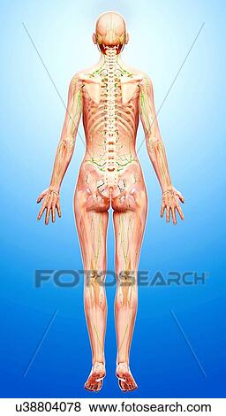 Stock Illustration - Human lymphatic system, artwork. Fotosearch