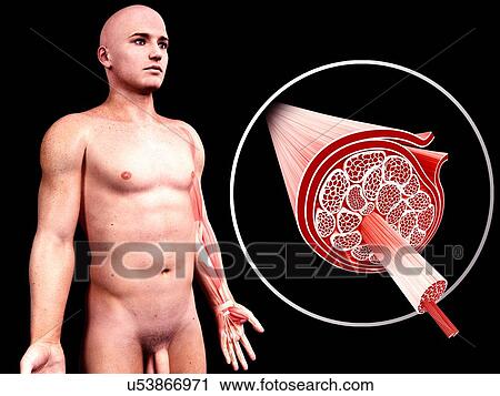 Human muscular structure, artwork View Large Illustration Clip Art - Human muscular structure, artwork. Fotosearch
