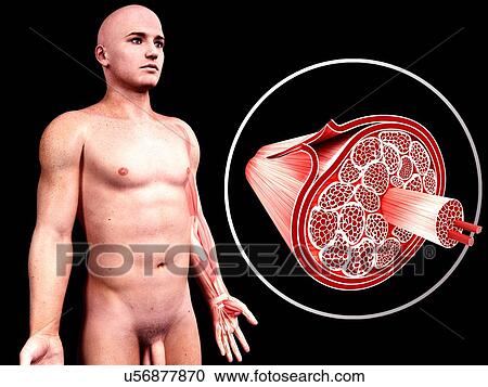 Clipart - Human muscular structure, artwork. Fotosearch