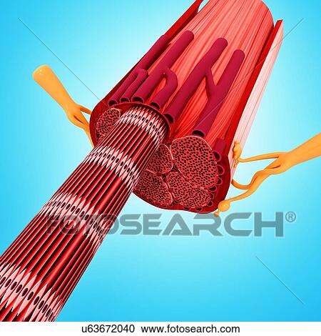 Clipart - Human muscular structure, artwork. Fotosearch