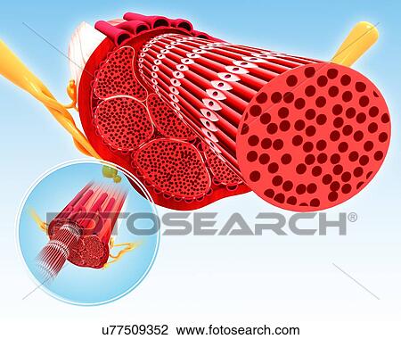Drawing - Human muscular structure, artwork. Fotosearch