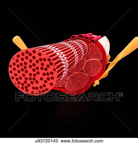 Drawing - Human muscular structure, artwork. Fotosearch
