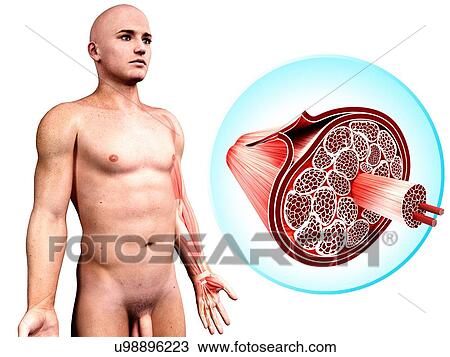 Human muscular structure, artwork View Large Illustration Drawing - Human muscular structure, artwork. Fotosearch