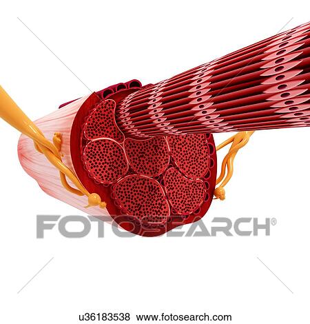 Stock Illustration - Human muscular structure, artwork. Fotosearch