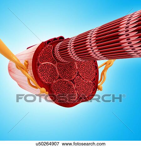 Stock Illustration - Human muscular structure, artwork. Fotosearch