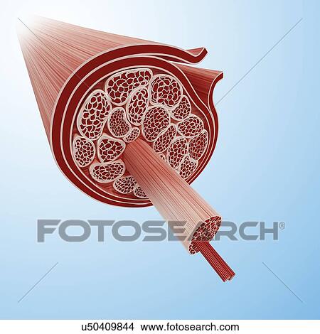 Stock Illustration - Human muscular structure, artwork. Fotosearch