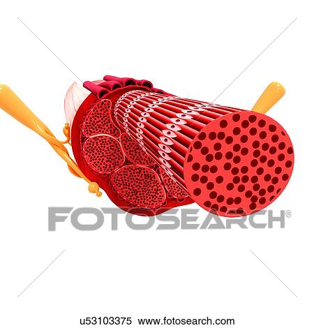 Human muscular structure, artwork View Large Illustration Stock Illustration - Human muscular structure, artwork. Fotosearch