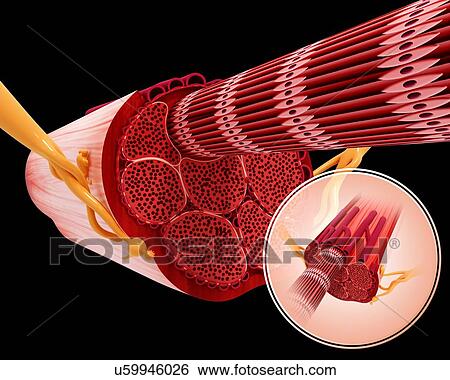 Human muscular structure, artwork View Large Illustration Stock Illustration - Human muscular structure, artwork. Fotosearch