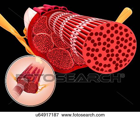 Stock Illustration - Human muscular structure, artwork. Fotosearch