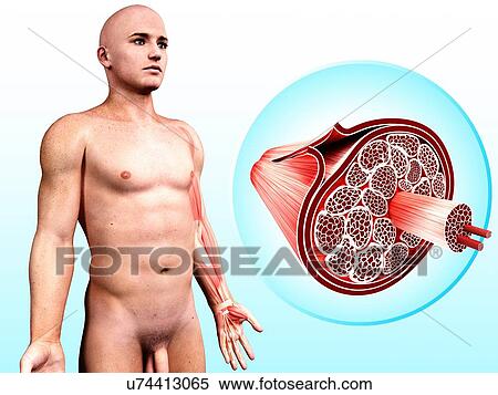 Human muscular structure, artwork View Large Illustration Stock Illustration - Human muscular structure, artwork. Fotosearch