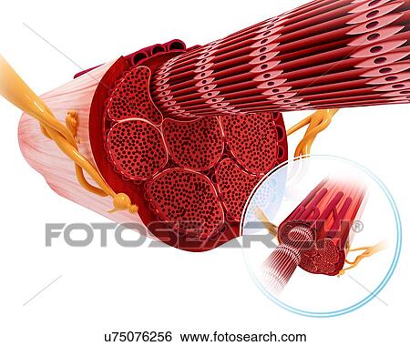 Stock Illustration - Human muscular structure, artwork. Fotosearch