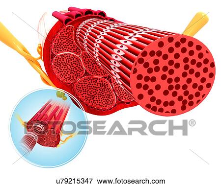 Human muscular structure, artwork View Large Illustration Stock Illustration - Human muscular structure, artwork. Fotosearch