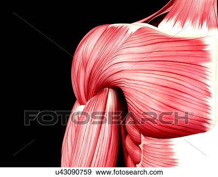 Stock Illustration - Human musculature, artwork. Fotosearch
