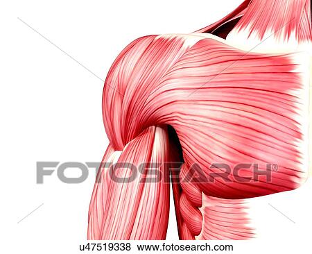 Human musculature, artwork View Large Illustration Stock Illustration - Human musculature, artwork. Fotosearch