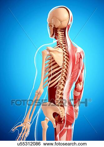 Human musculature, artwork View Large Illustration Stock Illustration - Human musculature, artwork. Fotosearch