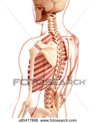 Stock Illustration - Human musculature, artwork. Fotosearch
