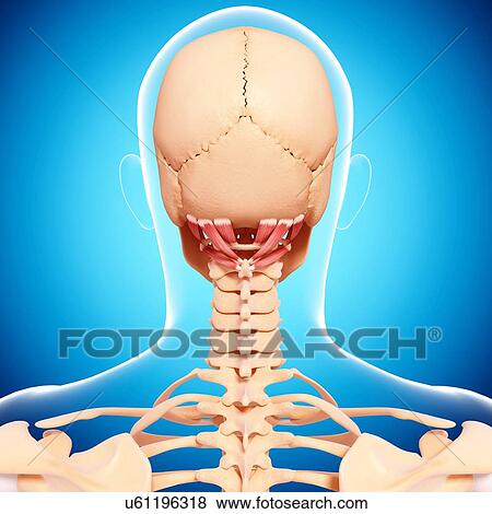 Human neck musculature, artwork View Large Illustration Stock Illustration - Human neck musculature, artwork. Fotosearch