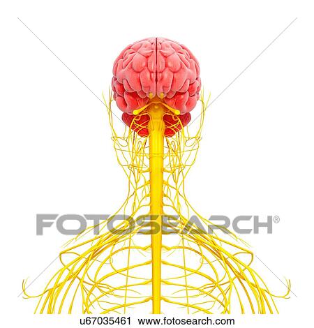 Clip Art - Human nervous system, artwork. Fotosearch