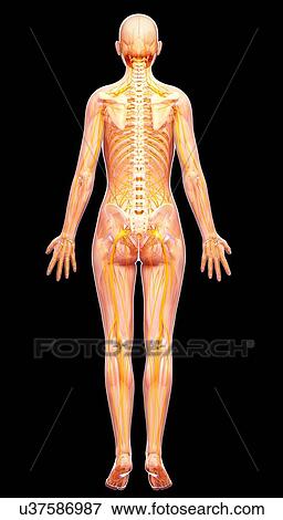 Human nervous system, artwork View Large Illustration Stock Illustration - Human nervous system, artwork. Fotosearch