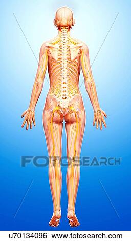 Stock Illustration - Human nervous system, artwork. Fotosearch