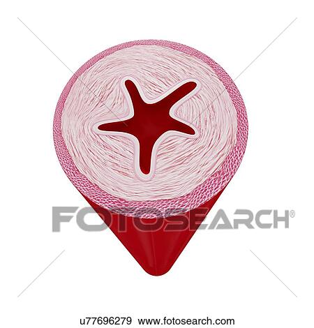 Human oesophagus, artwork View Large Illustration Stock Illustration - Human oesophagus, artwork. Fotosearch