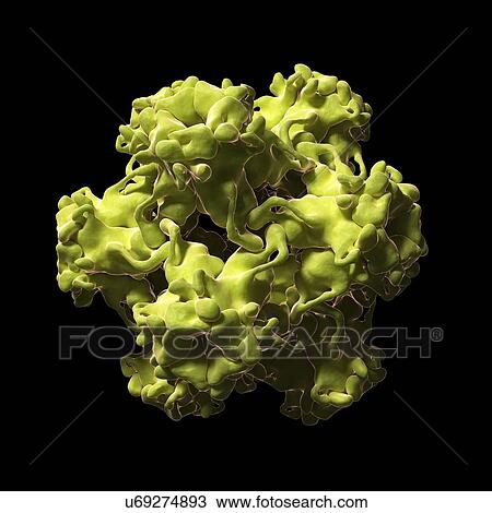 Human papilloma virus, artwork View Large Illustration Drawing - Human papilloma virus, artwork. Fotosearch