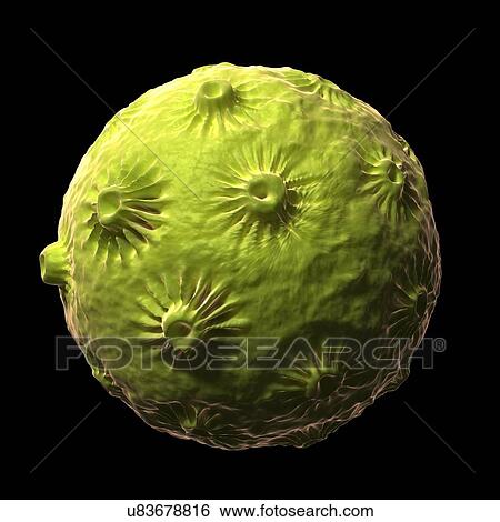 Stock Illustration - Human papillomavirus virus, artwork. Fotosearch