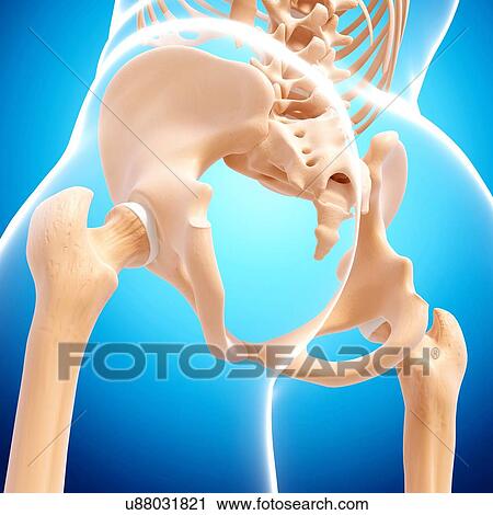 Human pelvic bones, artwork View Large Illustration Clip Art - Human pelvic bones, artwork. Fotosearch