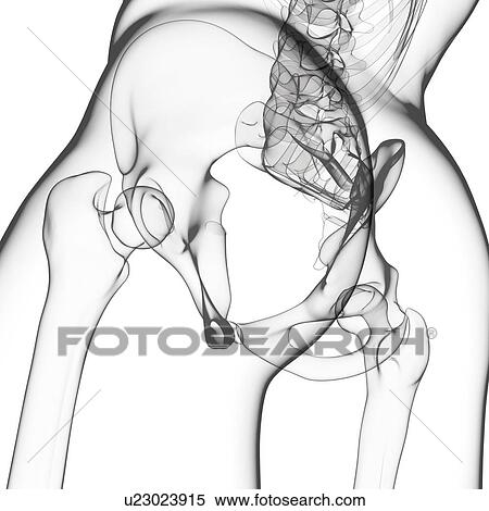 Human pelvic bones, artwork View Large Illustration Stock Illustration - Human pelvic bones, artwork. Fotosearch
