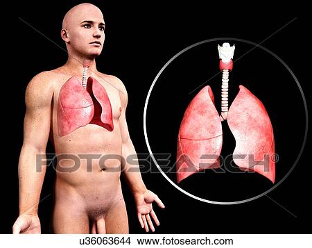 Human respiratory system, artwork View Large Illustration Stock Illustration - Human respiratory system, artwork. Fotosearch