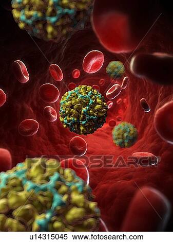 Human rhinovirus 14, artwork View Large Illustration Stock Illustration - Human rhinovirus 14, artwork. Fotosearch
